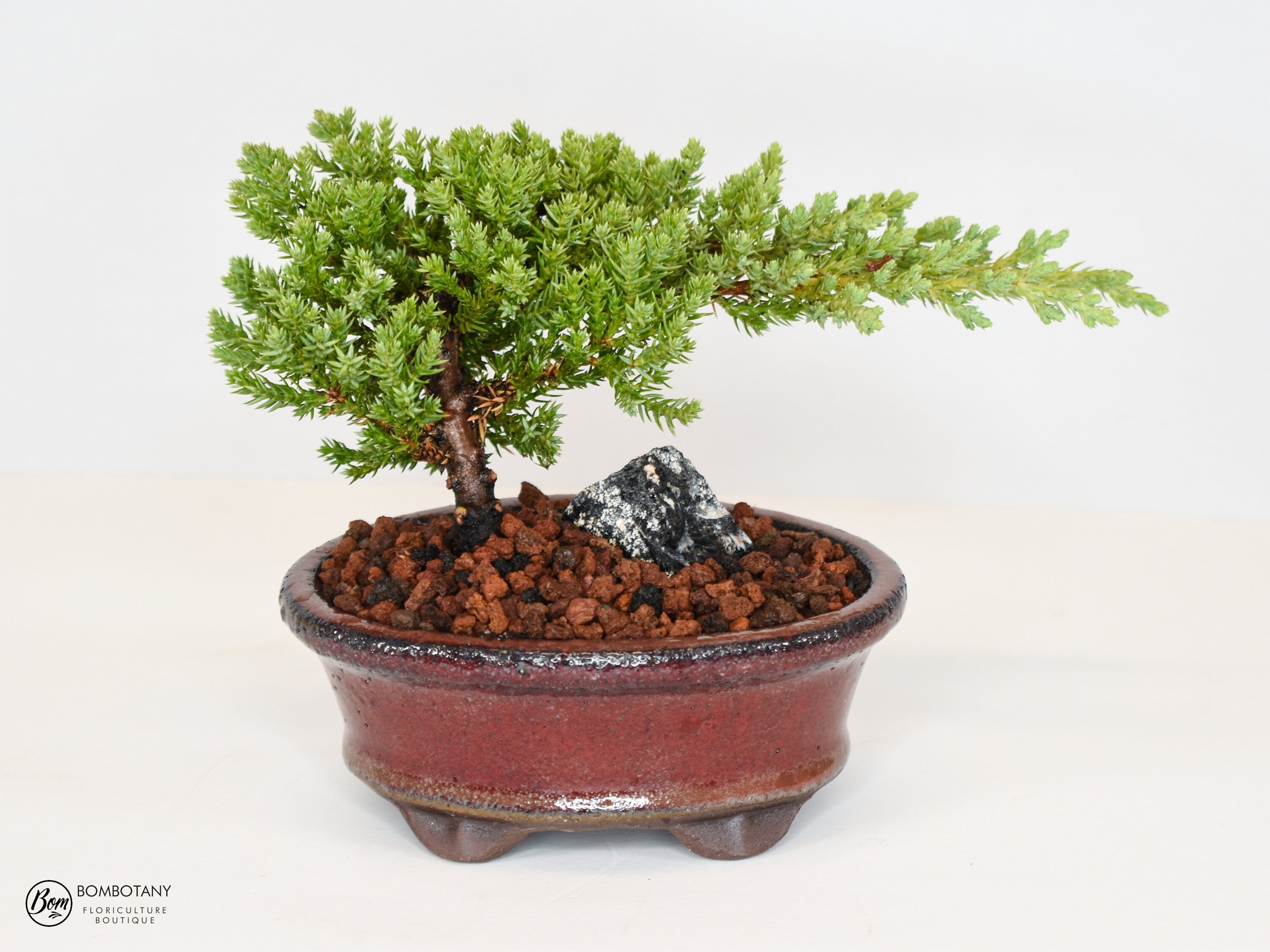 Juniper Procumbens 'Nana' Bonsai Tree in Traditional Ceramic - 3-4 Years Old