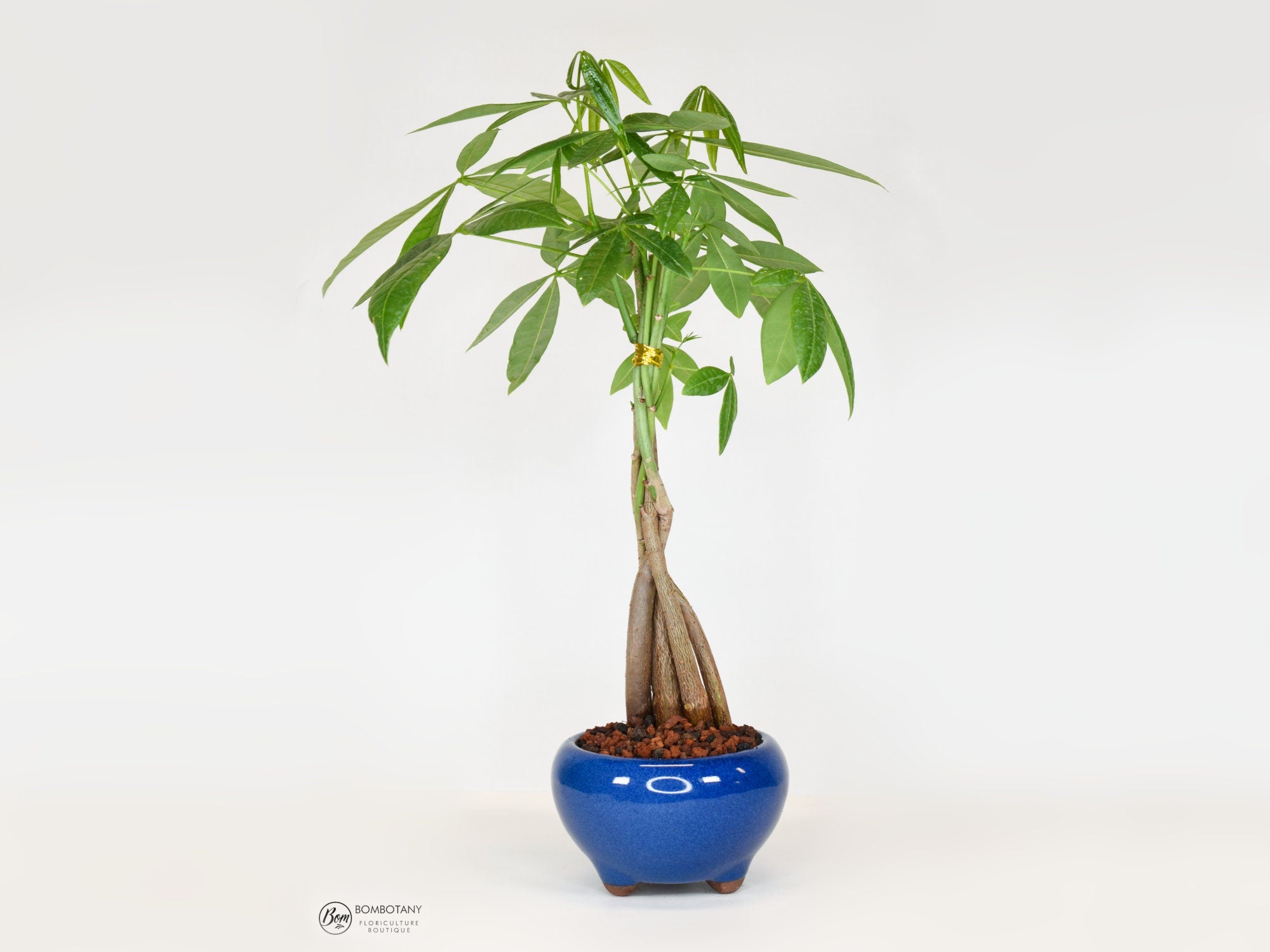 Money Tree Bonsai (Pachira Aquatica) in 5" Glazed Ceramic