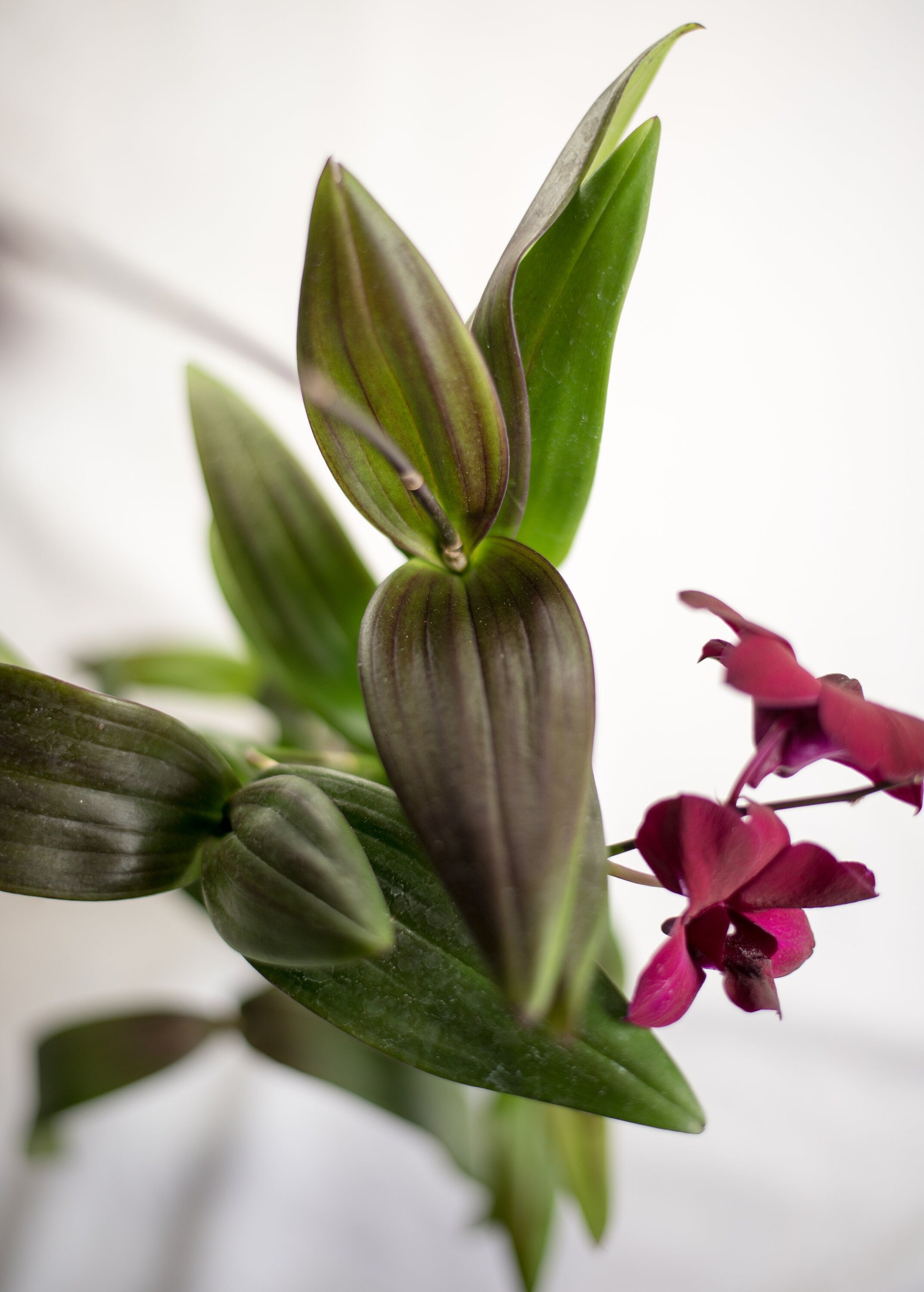 Dendrobium Velvet Melody 'Winter Wine' IN SPIKE