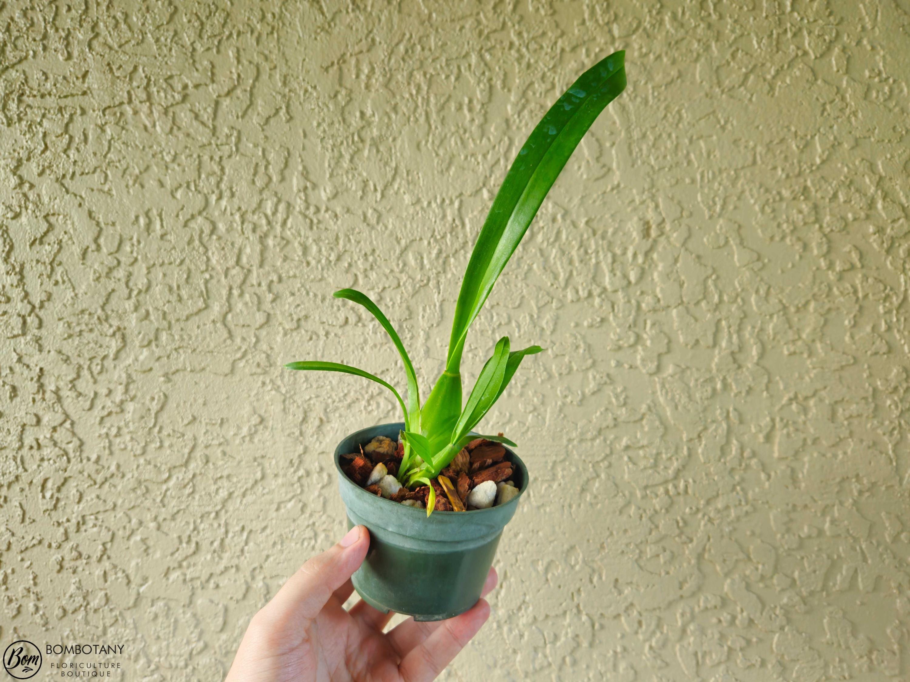 Dancing Lady Starter Oncidium Gower Ramsey