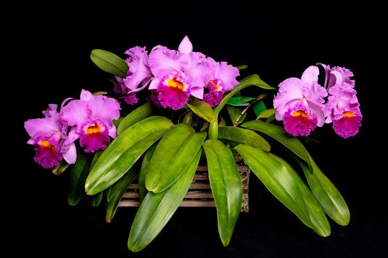 Starter Rhyncholaeliocattleya Joy Sokabe 'Shining'