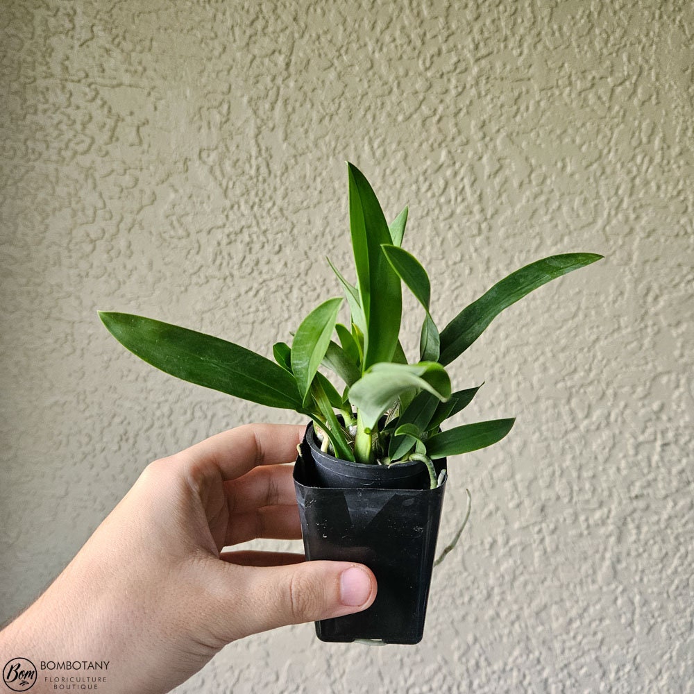 Fragrant Encyclia mariae