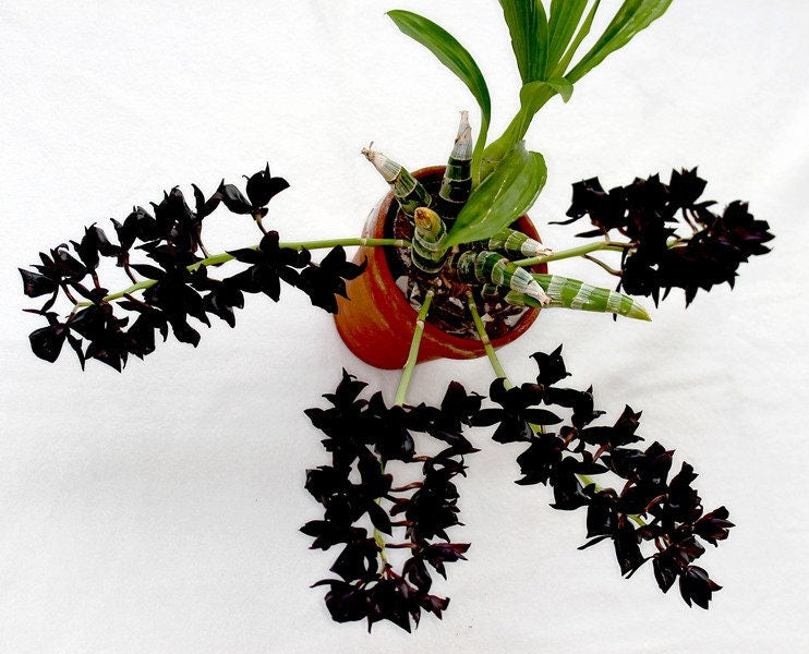 Fragrant Black Orchid Monnierara Millennium Magic ‘Witchcraft’