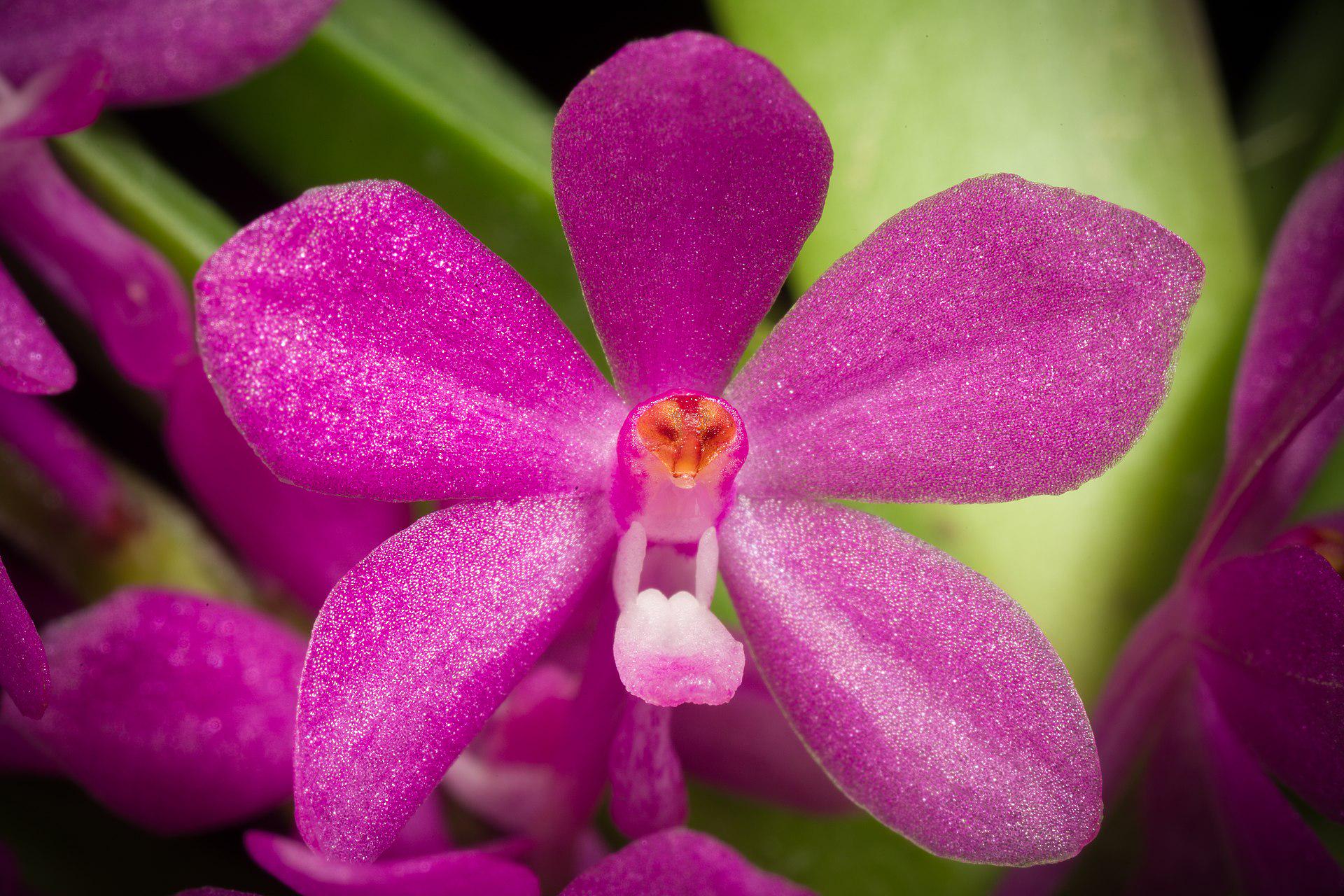 Species Vanda ampullacea